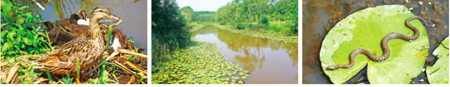 Irmak ormanı basarsa...